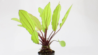 Эхинодорус Зеленый Хамелеон, в горшочке